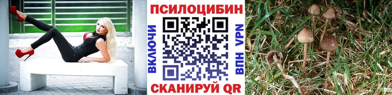 где купить наркотик  Шумиха  Псилоцибиновые грибы Psilocybine cubensis 